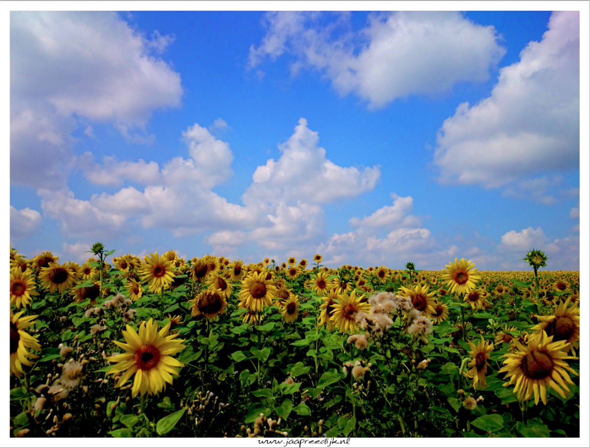 zonnebloemen web foto jaap reedijk